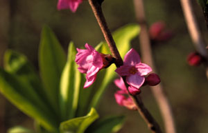 Seidelbast (Daphne mezereum)