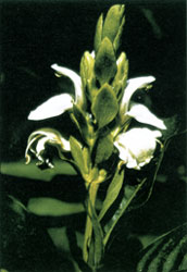 Malabarnuss (Adhatoda vasica syn. Justicia adhatoda)