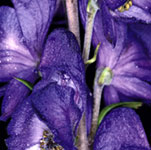 Blauer Eisenhut (Aconitum napellus)