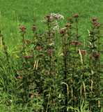 Tollkirsche (Atropa bella-donna)