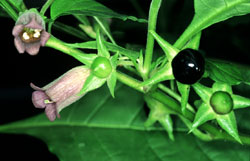 Tollkirsche (Atropa bella-donna)