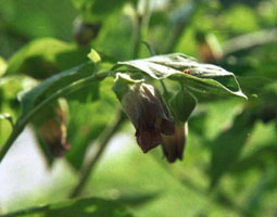 Tollkirsche (Atropa belladonna)