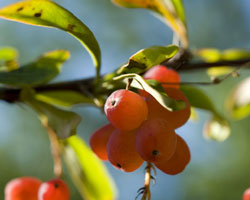 Berberis