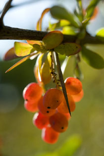 Berberis