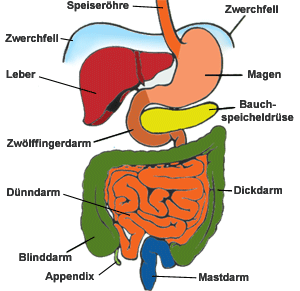 Lage der Bauchorgane