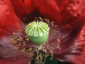 Opium/Papaver somniferum