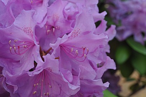 Rhododendron-Blüten (© Kaden, 2014)