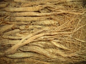 Radix ginseng