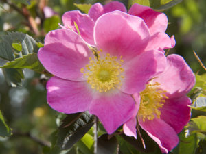 Wild Rose / Heckenrose