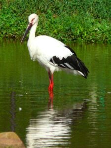 Storch