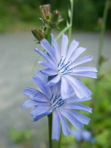 Die blauen Blumen sind nicht für Sträuße geeignet - sie vergehen sofort.