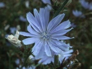 Die Wegwarte ist die blaue Blume der Romantik