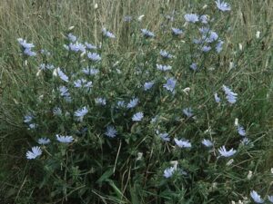 Wegwarte - ab und zu gibt es auch weiße Blüten.