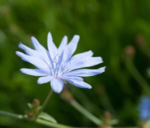 Die Wegwarte ist die blaue Blume der Romantik