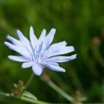 Die Blaue Blume der Romantik: Wegwarte