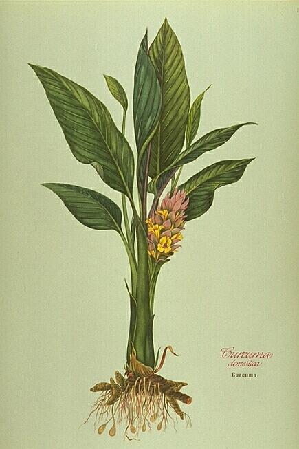 Curcuma Domestica