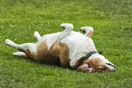 Entspannter Hund in der Sonne