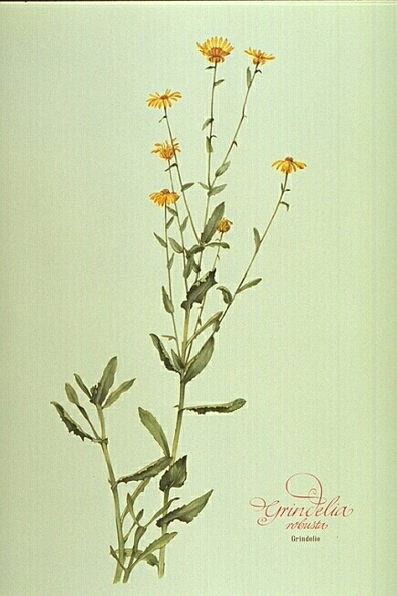 Grindelia Robusta