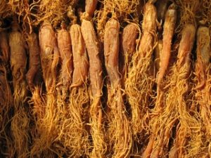 Koreanischer Ginseng hilft bei chronischem Erschöpfungs-Syndrom