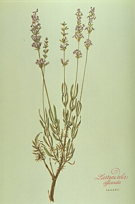 Lavendula Officinalis