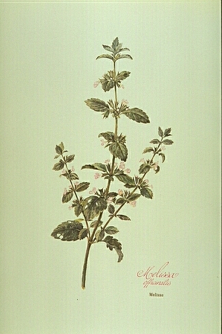 Melissa officinalis