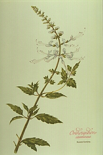 Orthosiphon Stamineus