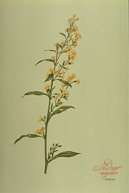 Solidago Virgaurea