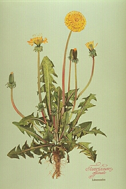 Taraxacum