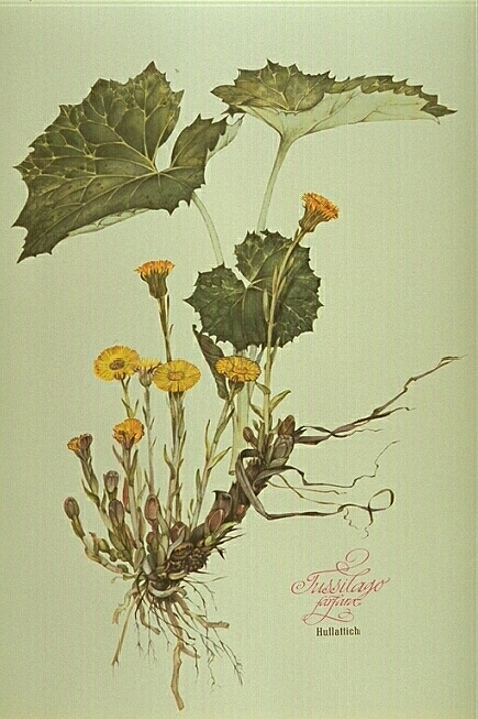 Tussilago Farfara